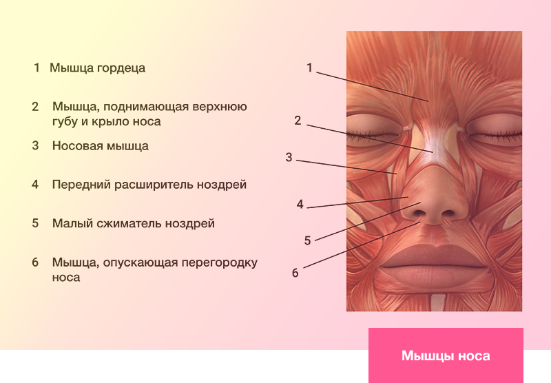 Мышцы носа 