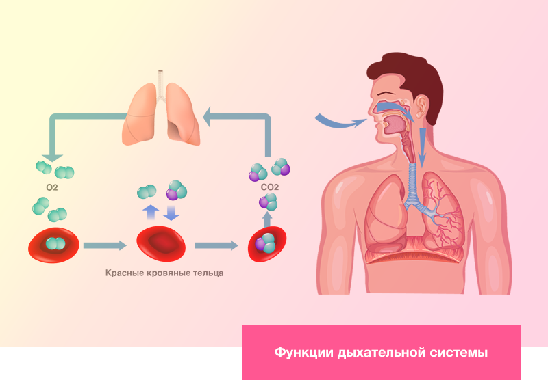 Функции дыхательной системы